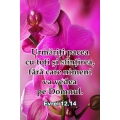 Sticker, Urmariti pacea- cu orhidee